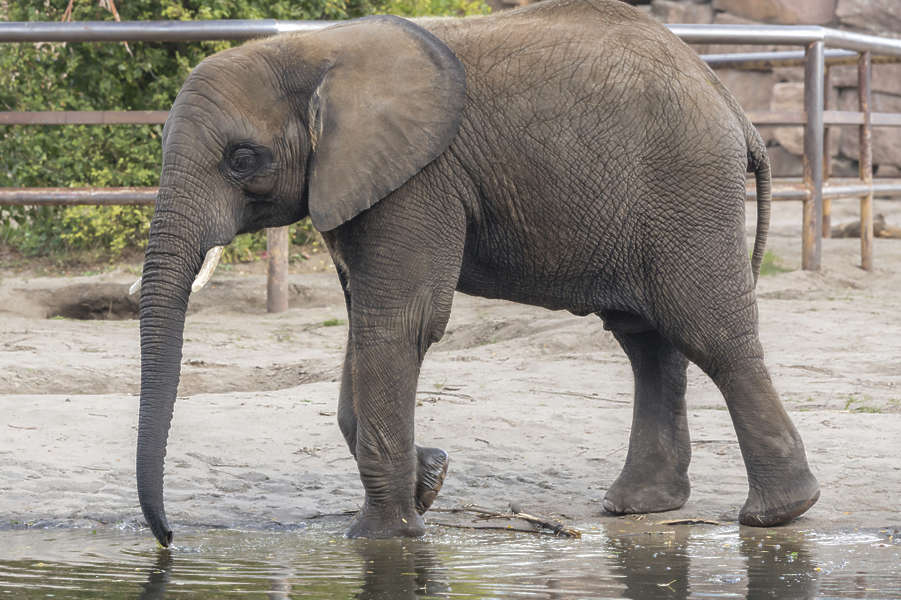 Elephant0161 - Free Background Texture - elephant